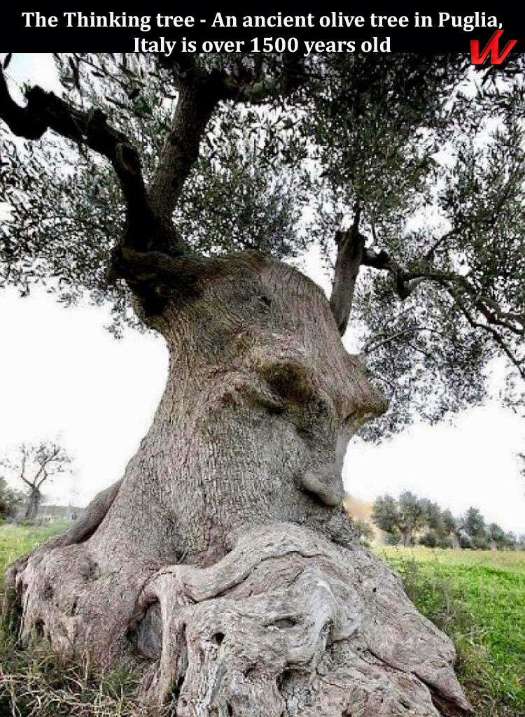 the thinking tree