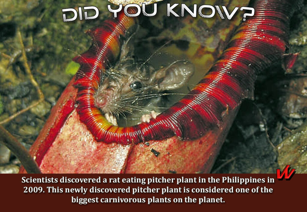 Rat Eating Pitcher Plant
