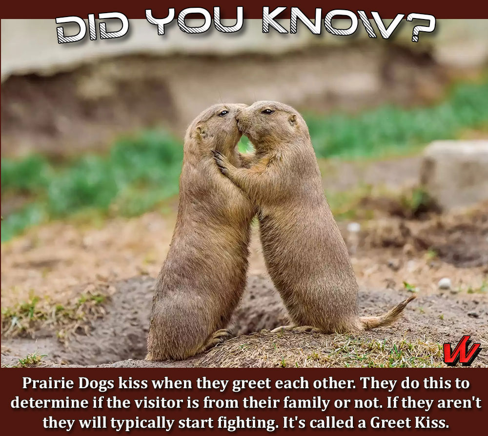 Prairie Dogs kissing