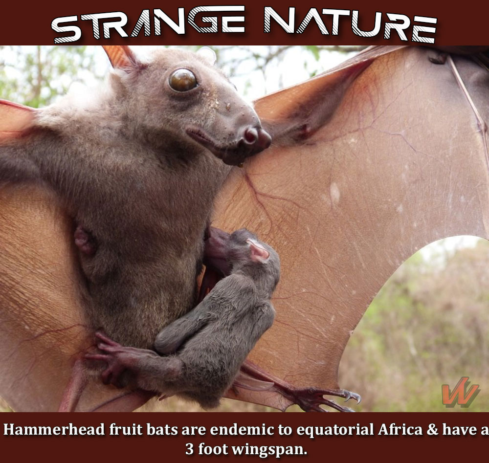 hammerhead fruit bat