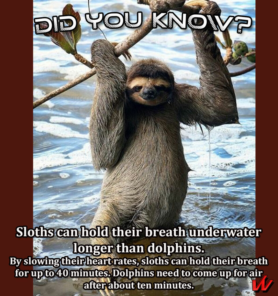 Sloths can hold their breath underwater for a long time