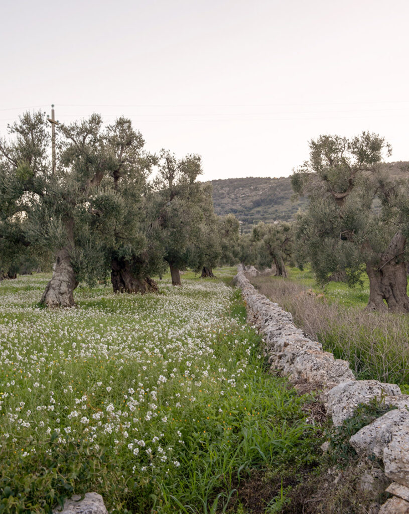 Olive groves in Puglia